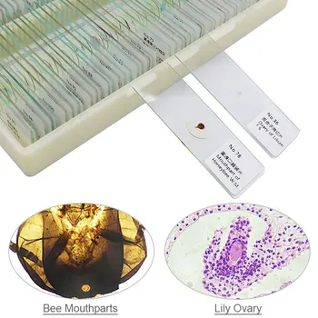 100 PCS Preparados Portaobjetos de Microscopio Plantas Animales Insectos Tejidos Humanos Portaobjetos de Microscopio Biológico para el Estudio de la Enseñanza