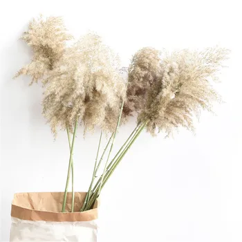 15 piezas de la Boda decoración de la hierba de pampas grande el tamaño de plantas secas flores naturales ramo de plumas flores de café, tienda de decoración para el hogar