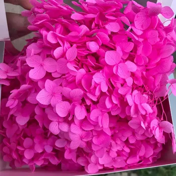 20G Conservado Flores de Viburnum Macrocephalum,Seco, Fresco y Natural para Siempre Hortensia Eternelle Rosa,DIY Flor Inmortal Material