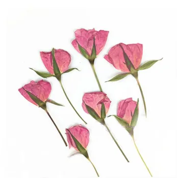 60pcs Seca Lado Presionado rosa Rosa Flores de la Planta de Herbario Para la Joyería Colgante Pendientes de la Pulsera Artesanal de Accesorios para la elaboración de