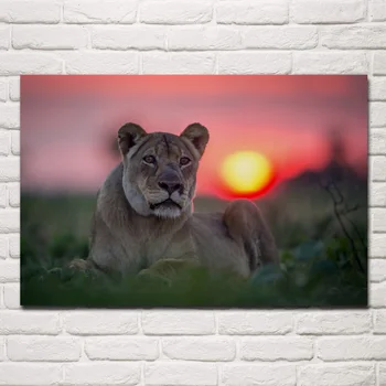 Puesta de sol, el gato montés leona animal depredador mirada retrato de la sala de estar casera de la pared de arte moderno de decoración de marco de madera y tela de carteles MC778
